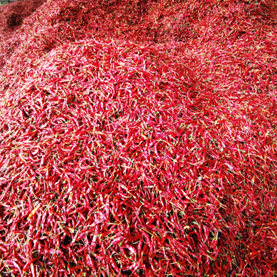 满天星1.jpg 满天星1.jpg