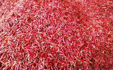 小小辣椒，正成为遵义人民脱贫致富奔小康的大产业