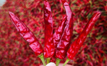 央视报道：厉害了我的虾子辣椒！ 